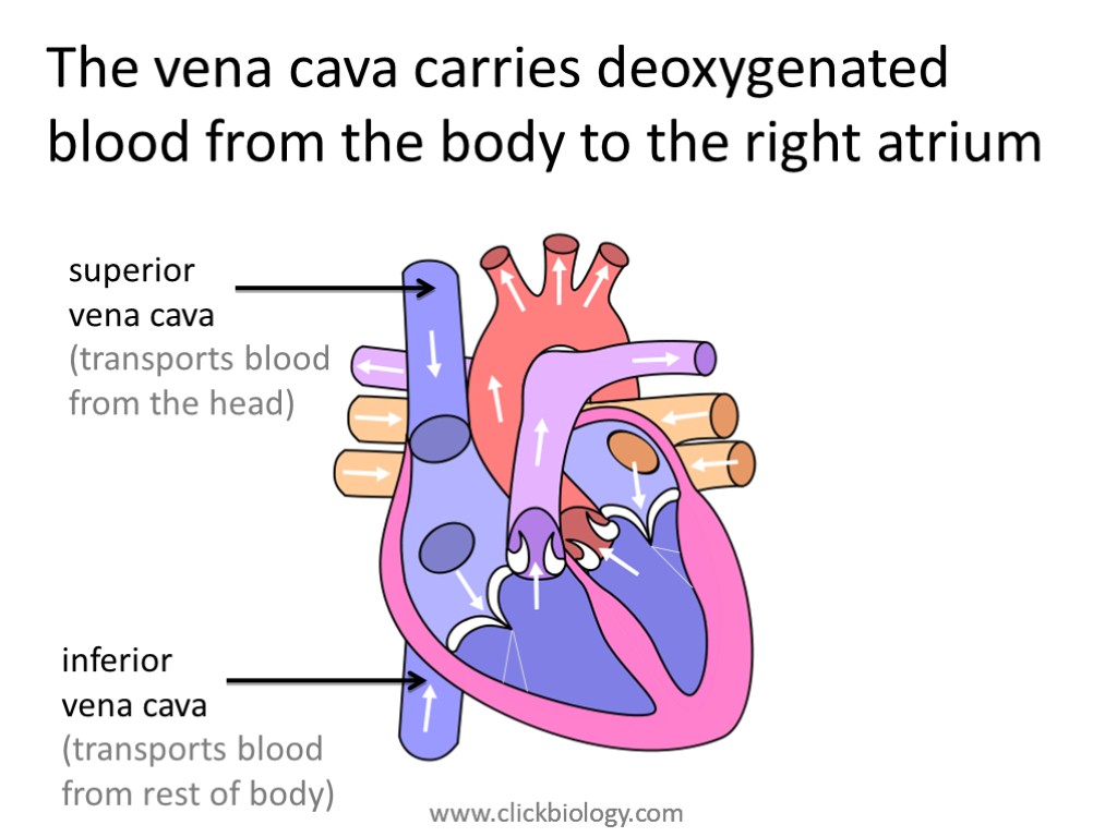 The vena cava carries deoxygenated blood from the body to the right atrium superior